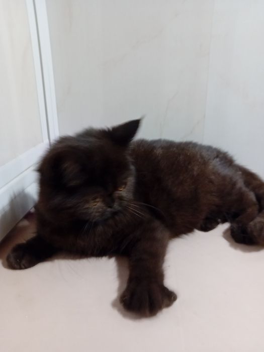 Kotka egzotyczna, krótkowlosy pers