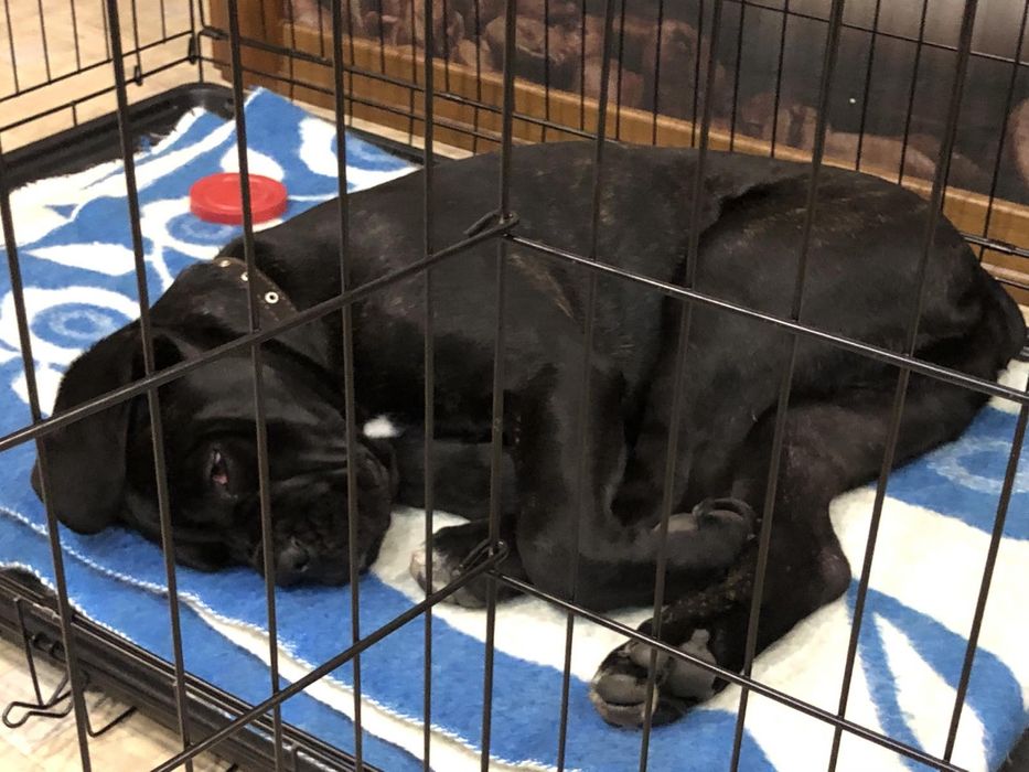 Клітка Укріплена для собак, клетка для больших собак, вольер для собак