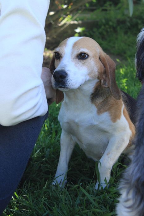 Beagle querida para adopção