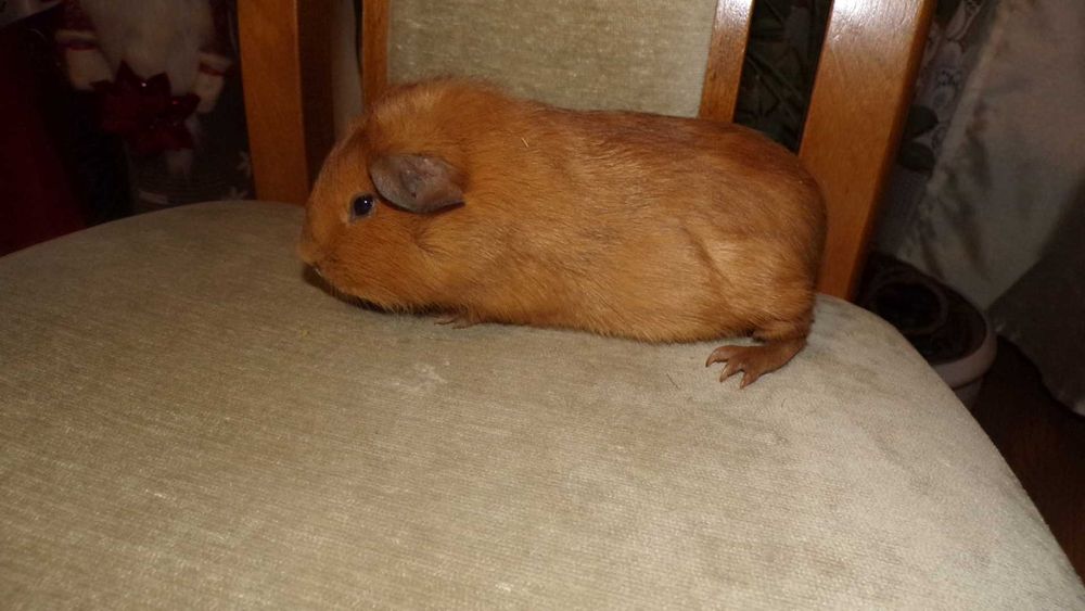 świnki  morskie rasowe gładkie  CREME, RUDE