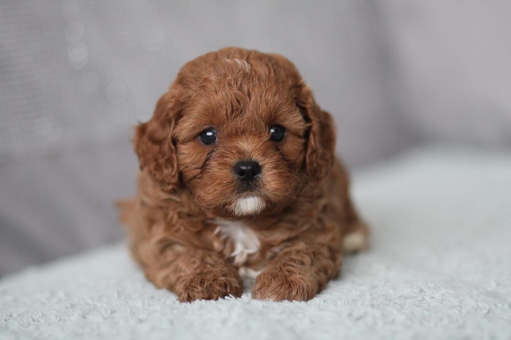 *** Cavapoo śliczny piesek**