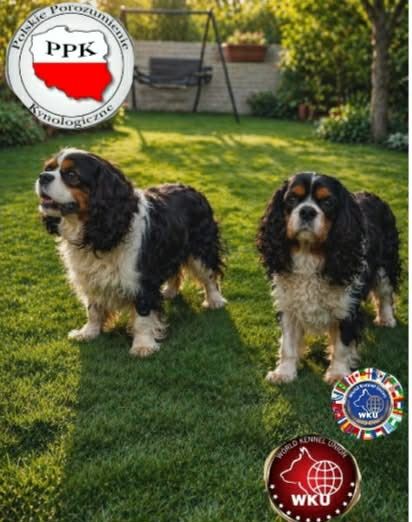 Gotowe już prawie do ODBIORU Cavalier King Charlis Spaniel