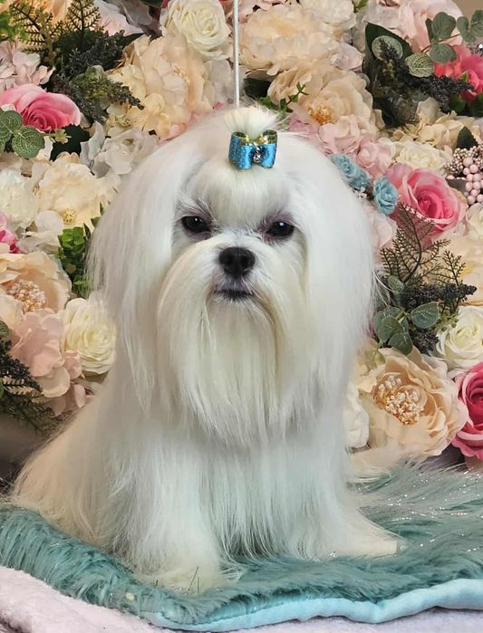 Przepiękny maltańczyk roczny ZKwP (FCI)