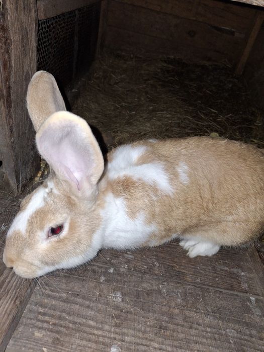 Кролі. Термонська біла. Простяки. Кроленята.