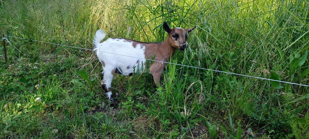 Cabras micro anãs