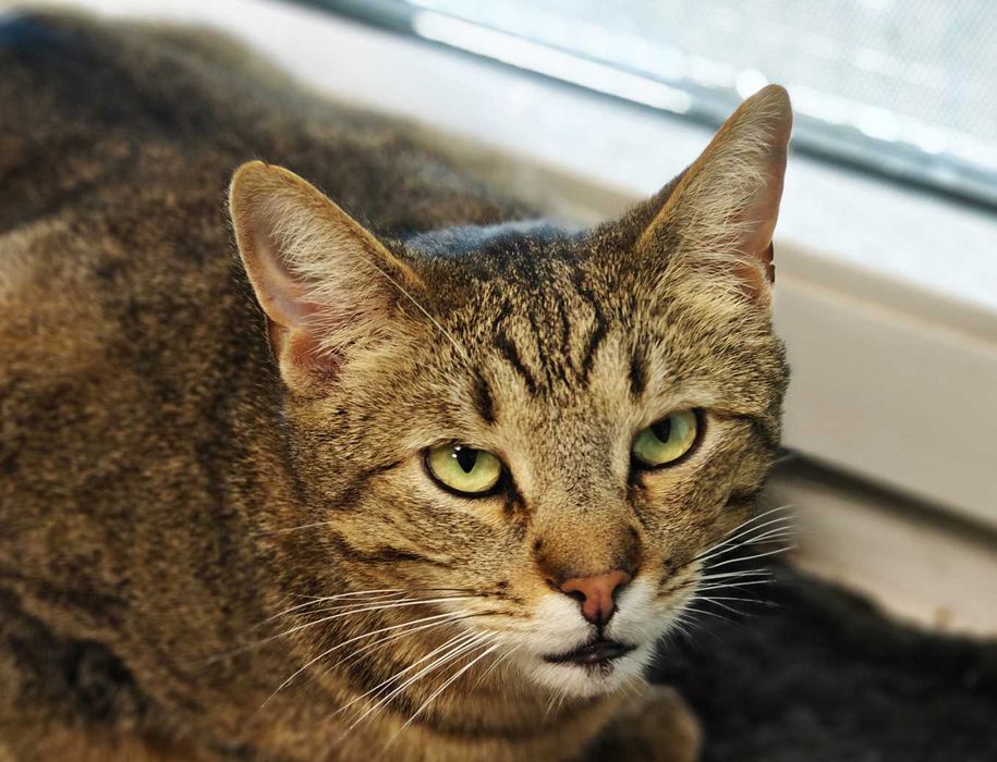 Ласкавий котик-смугастик Мускат шукає дім (1,5 р.). Кастр. Кот