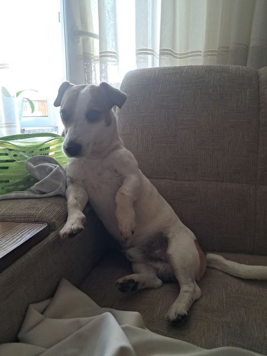 В'язка Джек Рассел