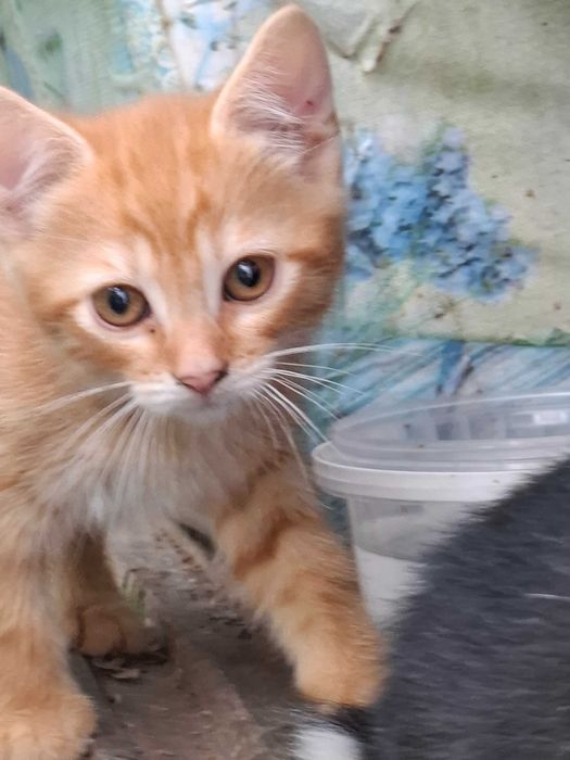 Котята в счастливые семьи