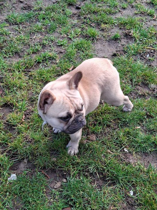 Buldog Francuski Suka FCI / ZKwP