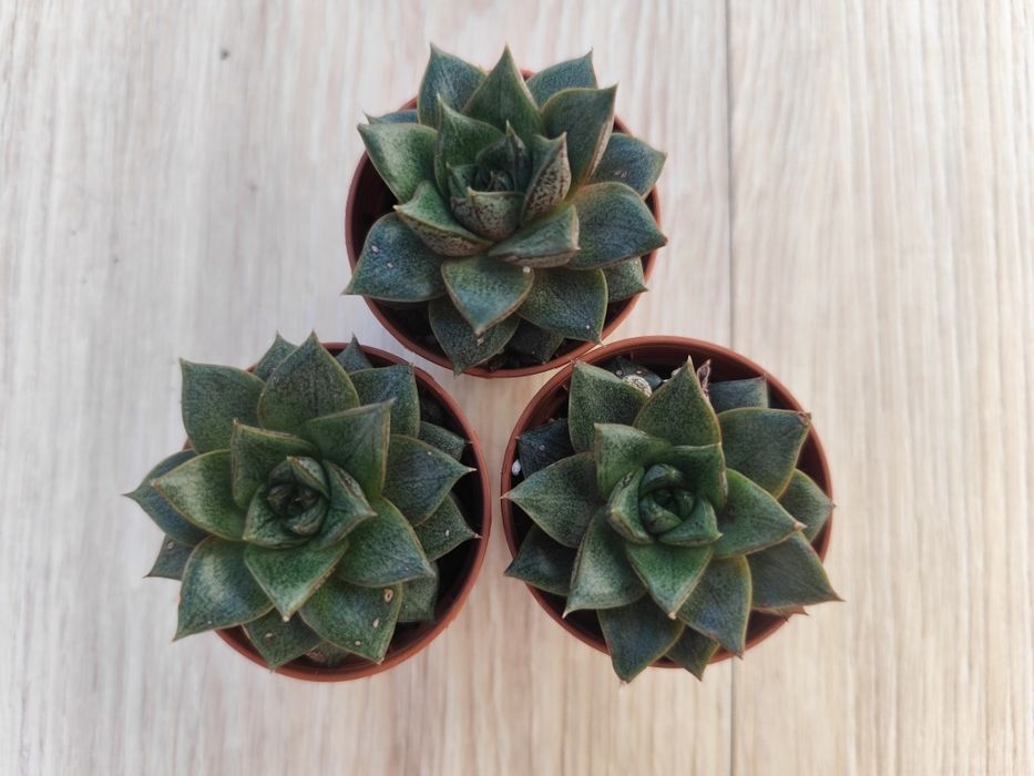 Echeveria Dionysos