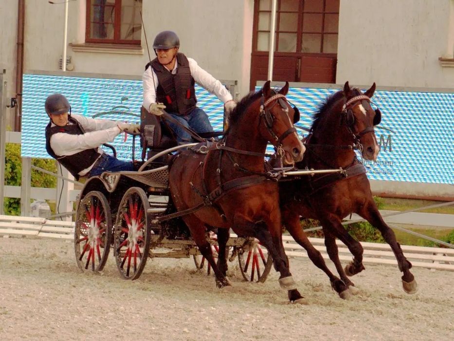 Para koni małopolskich Belfast i Peczudo