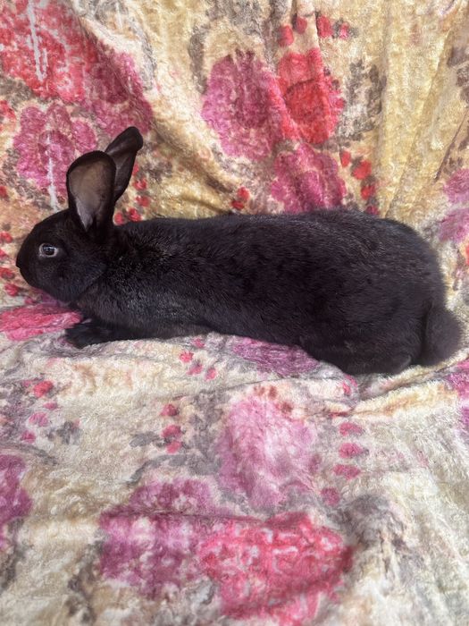 Самці кролі кролики молоді обмін продаж