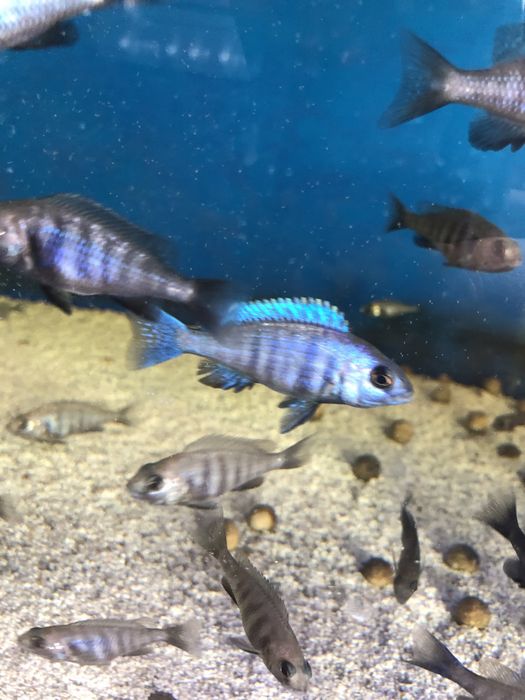 Placidochromis phenochilus Tanzania - Pyszczak Malawi
