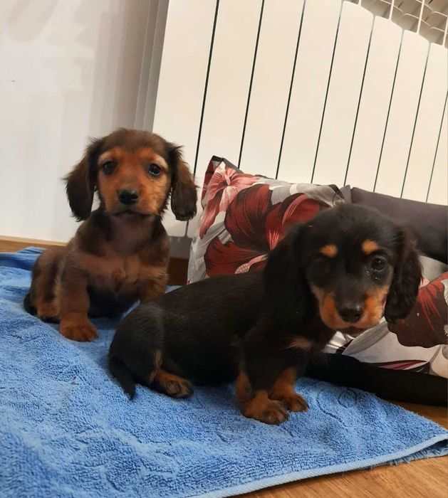 Jamnik długowłosy miniaturowy