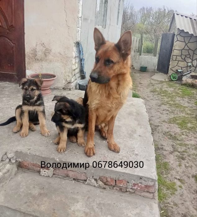 Продам цуценят німецької вівчарки