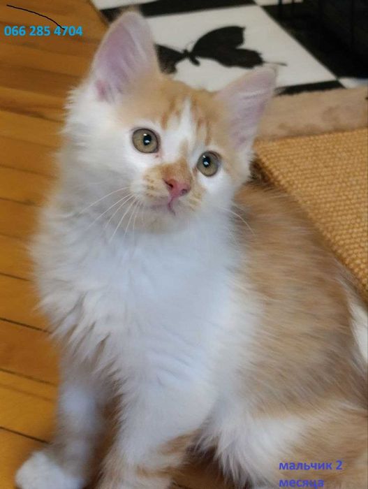 Котята красивые котики  бесплатно