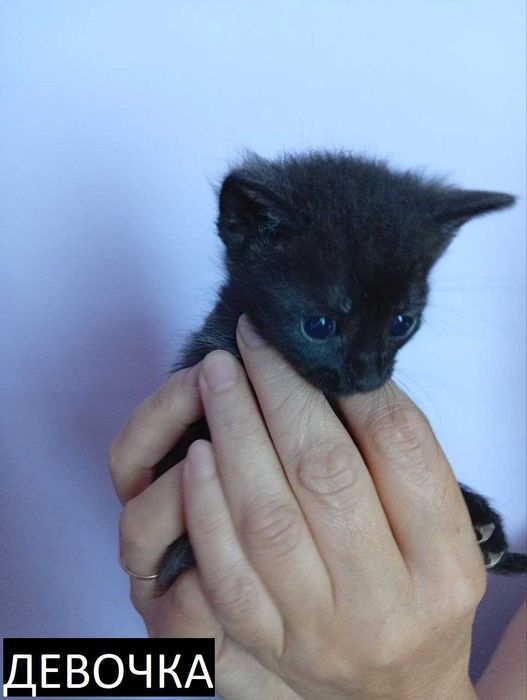 Бесплатно отдам котят