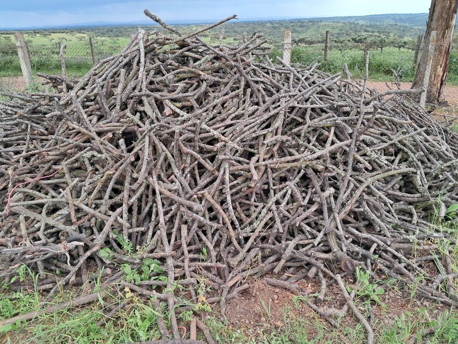 Lenha de azinho .