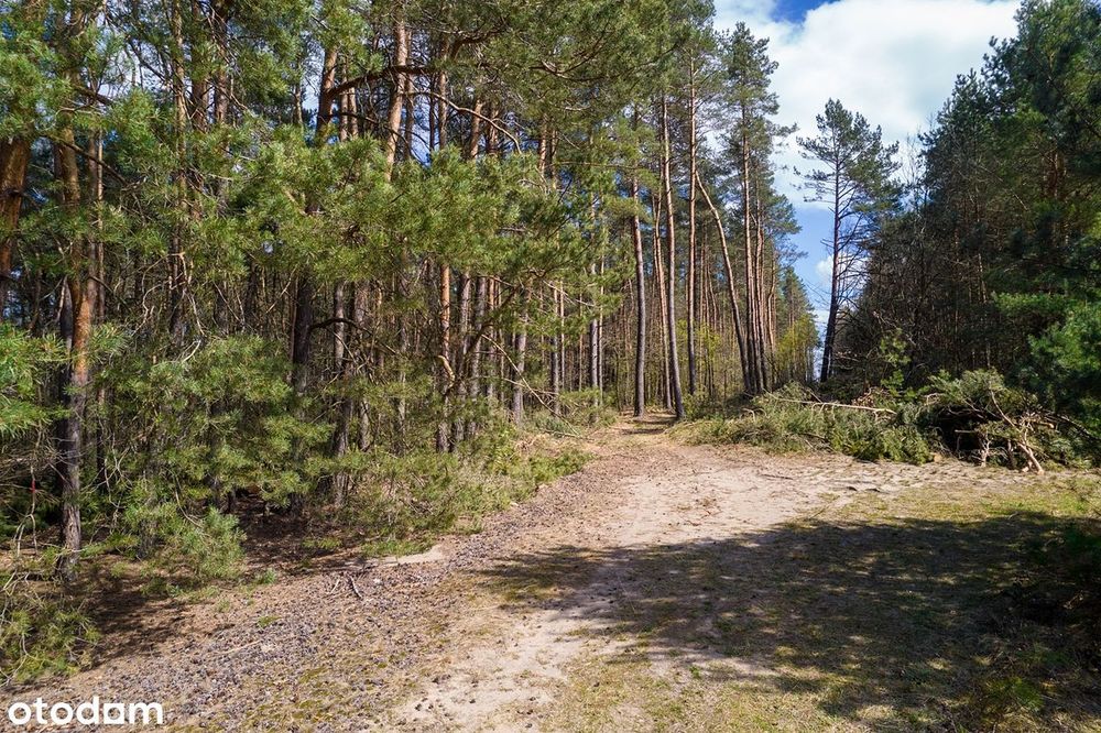 Piękne działki leśne las natura sosna teren stworzony pod rekreacje - Widok 6