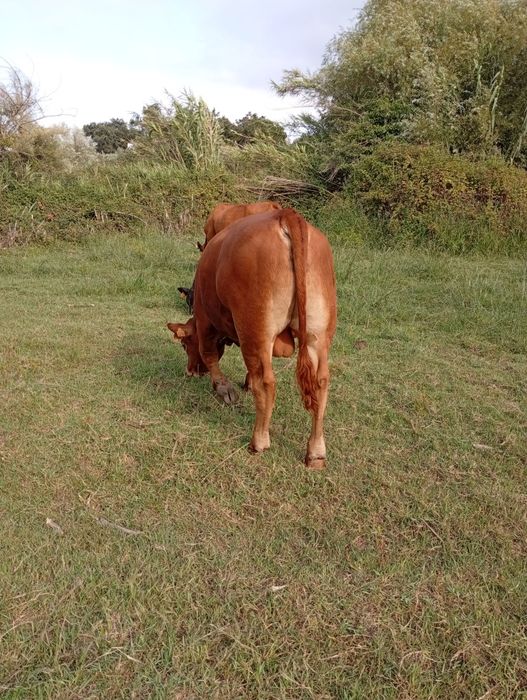 Vendo vitelo angus