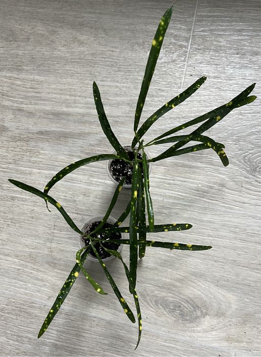 Кротон пунктатум кодеум бризки шампанського