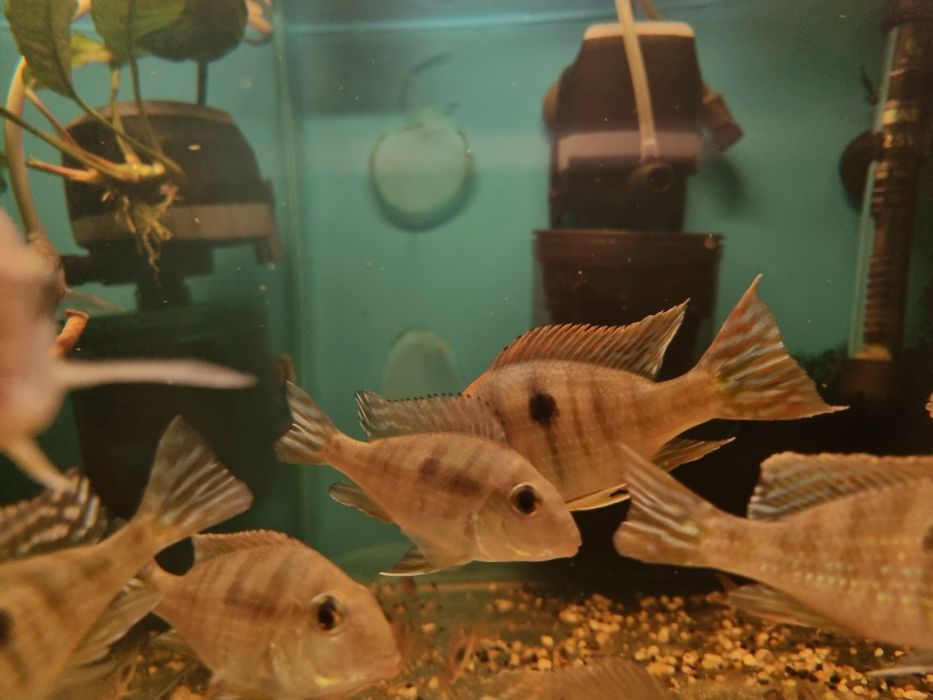 Ziemiojad Orange head tapajos