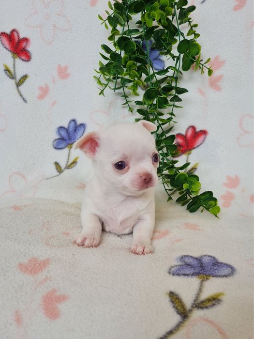 Excelente mini menina Chihuahua/Chiuaua LinhagemRussa de Qualidade