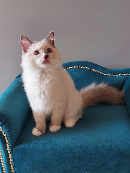 Filemon Ragdoll FPL/FIFE