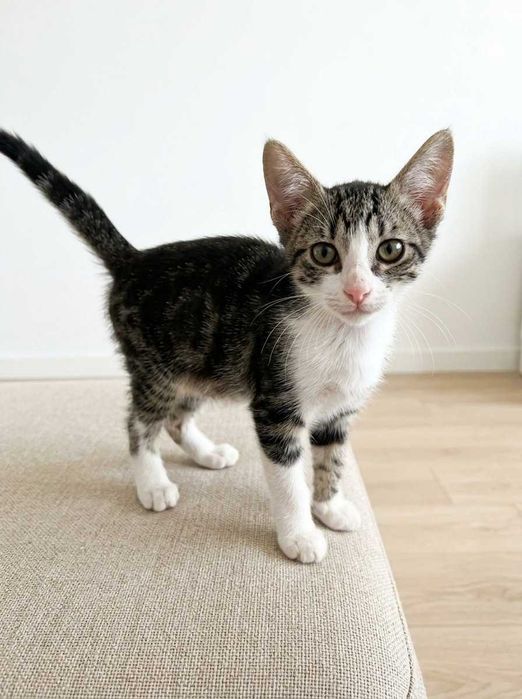 Setúbal e arredores / Margem Sul — ROBIN, gatinho para adoção