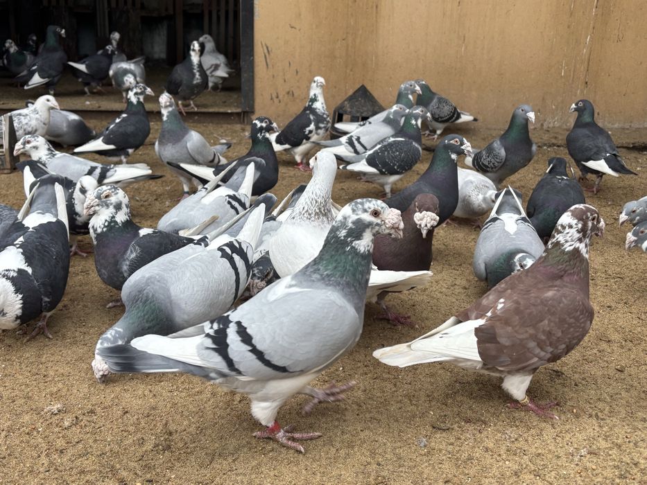 Gołębie Staropolskie