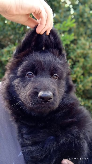 Черный длинношерстный кобель