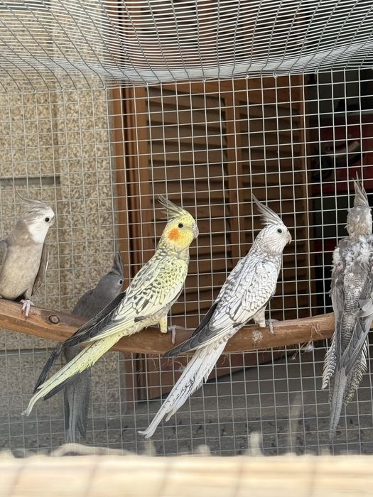 Várias aves para venda (ring necks, caturras, roselas)