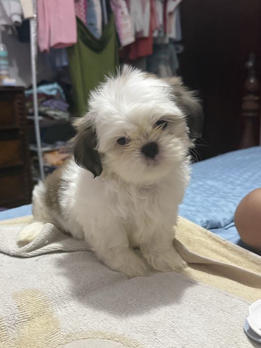 Shih tzu puro macho