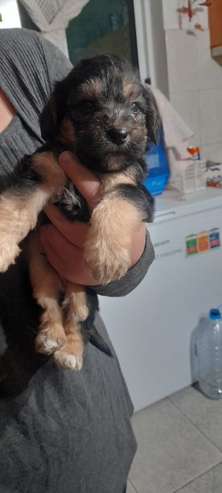 Cães para a adopção