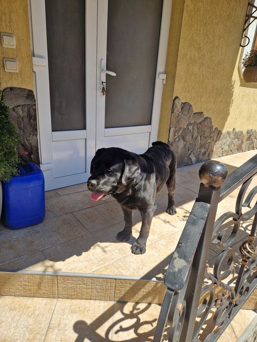 Лабрадор для в'язки, вʼязка лабрадорів, чорний кобель розвʼязаний