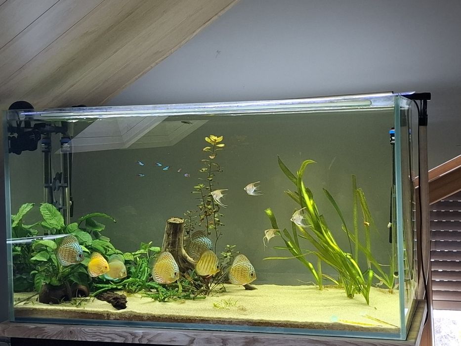 Wymienię 5 skalarów Manacapuru na żyworódki