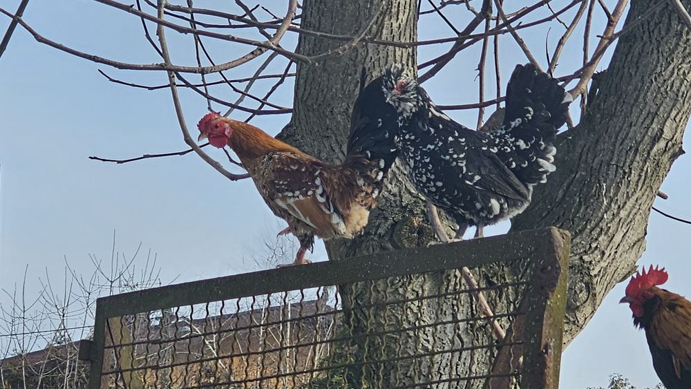 Koguciki koguty liliputki różne kolory z 2025r. # Kury