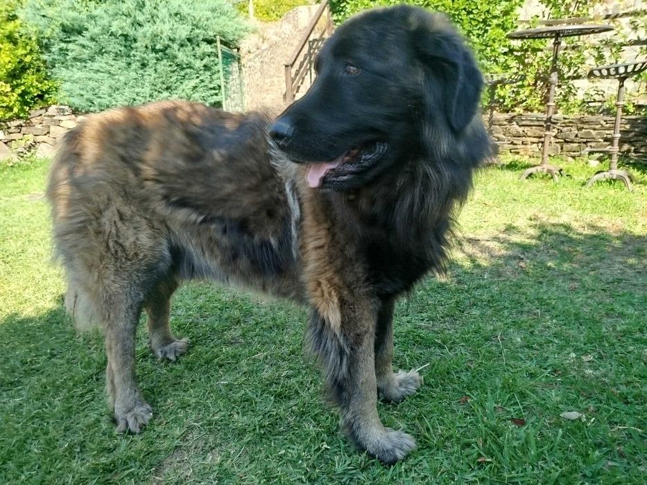 Cachorro Serra da Estrela com LOP