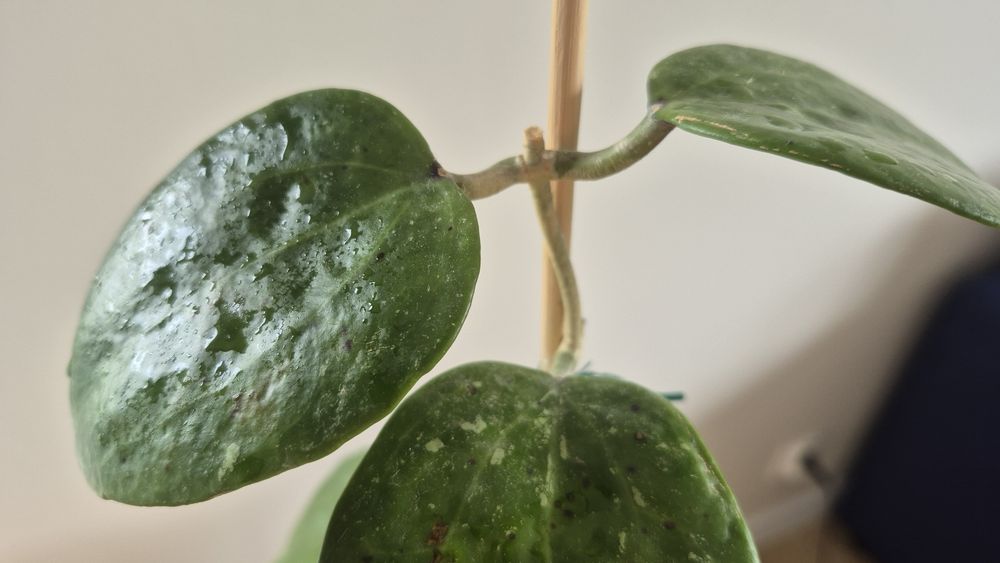 Hoya  Hoja MACROPHYLLA  BAI  BUA cięta