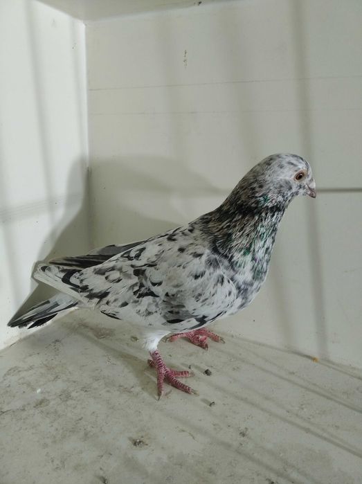 almond pocztowe opal