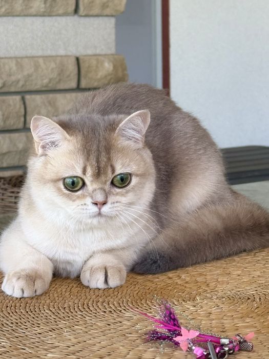 Британське кошеня