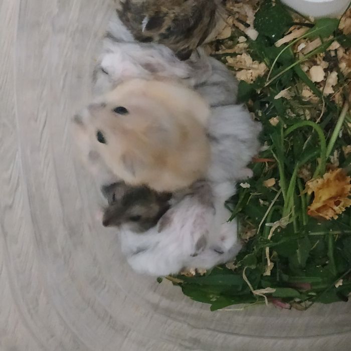 Хомяк серый белый рыжий хомячок домашний ручной в Харькове купить джун