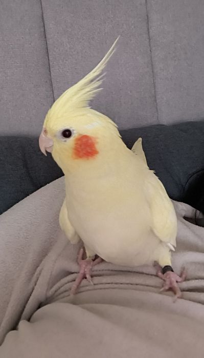 Caturra Lutina macho