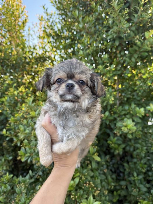 Excelente mini menino Chihuahua/Chiuaua LinhagemRussa de Qualidade