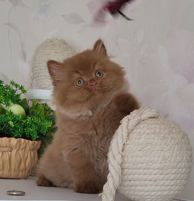 Циннамоновый мальчик