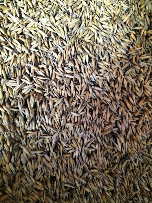 Owies odmiana harnas