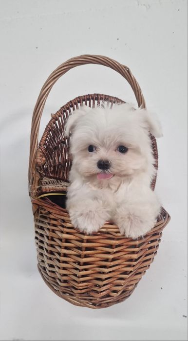Excelente mini mini Bichon Maltes de Qualidade