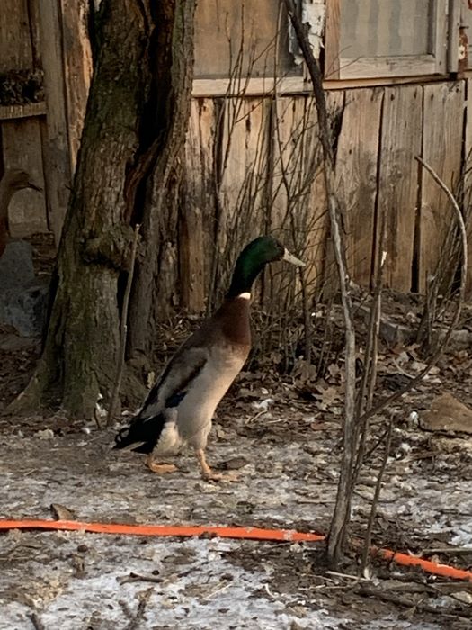 Biegusy indyjskie kaczory