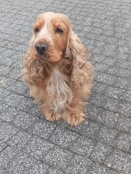 Suczka Cocker spaniel angielski