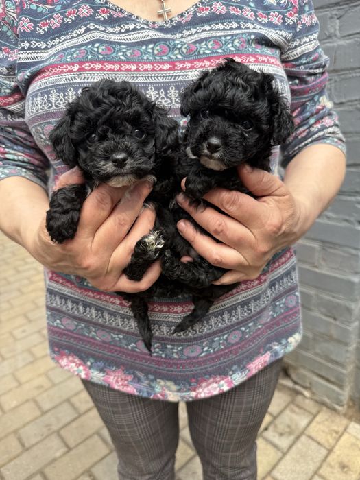 Мальтипу міні красоточки